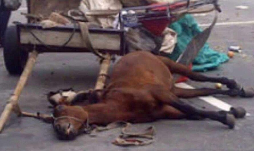 Alarmante situación: caballos maltratados en Argentina sufren en silencio