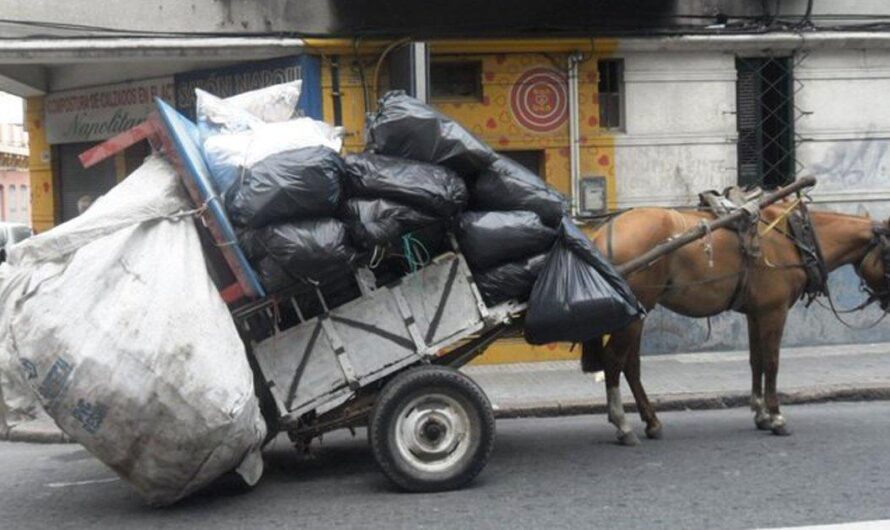 Alerta en Argentina por el preocupante estado de los caballos: ¡Es hora de tomar medidas contra el maltrato animal!