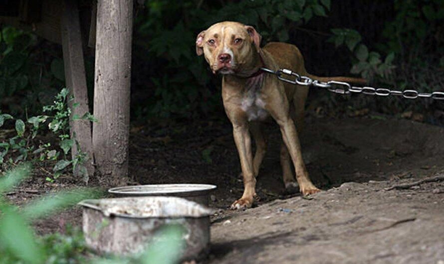 Argentina avanza en la defensa de los derechos de los animales con nuevas leyes contra el maltrato y la explotación