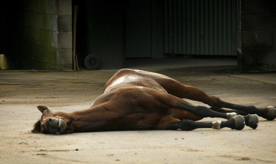 Argentina avanza en la protección animal: se busca prohibir las carreras de caballos