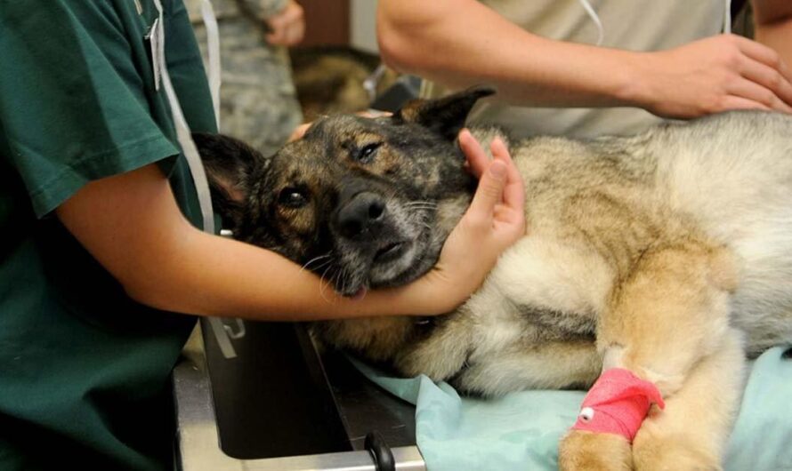 Argentina enfrenta una crisis en el cuidado de sus mascotas: ¿La solución? Hospitales Públicos Veterinarios para todos