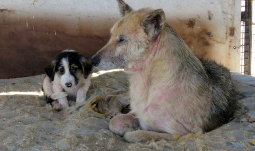 Argentina lucha por el bienestar animal: ciudadanos exigen medidas para combatir el abandono y la falta de atención médica a animales callejeros