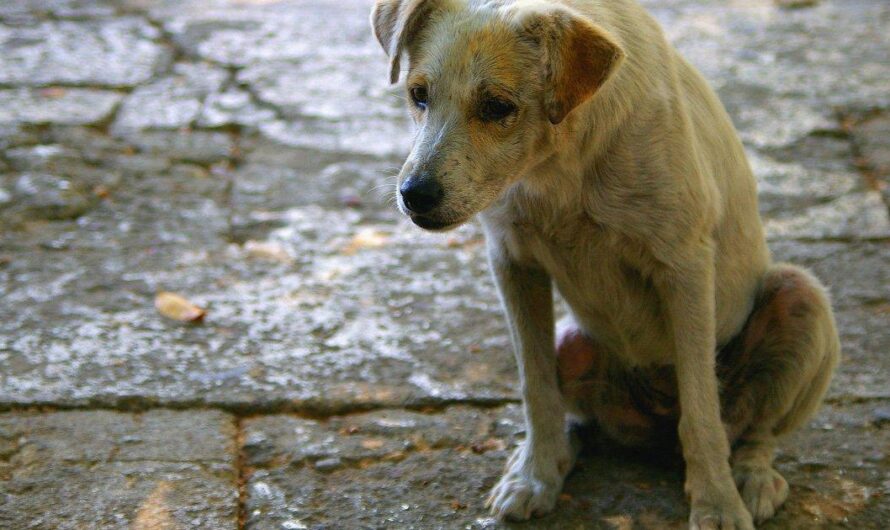 Argentina toma medidas para combatir el maltrato animal con una nueva ley que contempla penas de prisión