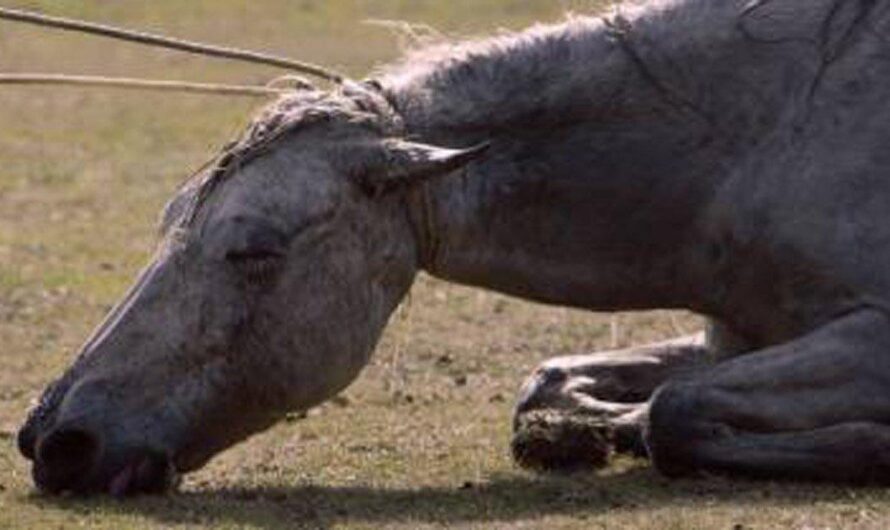 Argentina toma medidas para proteger el bienestar animal en el Parque Pereyra Iraola: Se busca poner fin a la explotación de caballos en el trabajo