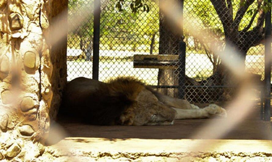 Autoridades de Venezuela evalúan el cierre del Zoológico Caricuao tras polémica por condiciones de los animales