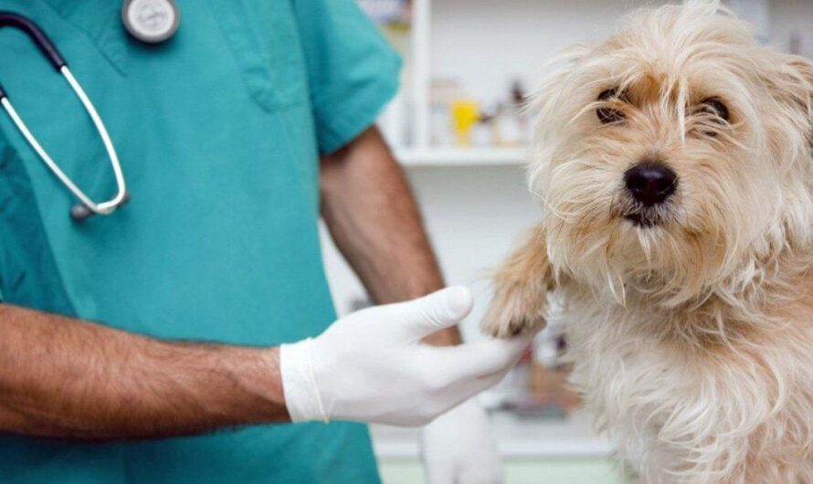 Brasil da un gran avance en la protección animal: se propone la creación de un Hospital Público para brindar atención médica gratuita a todos los animales