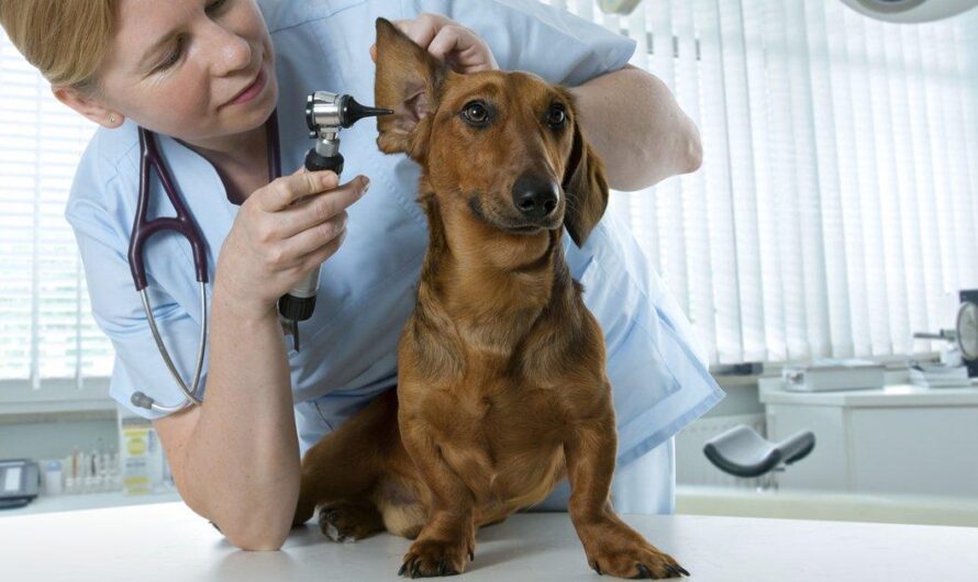 Brasil inaugura hospital gratuito para animales abandonados y mejora su calidad de vida