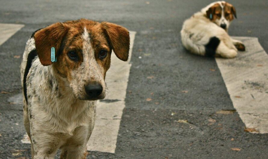 Canadá se une a la lucha internacional contra el abandono y maltrato animal: un llamado a la conciencia global