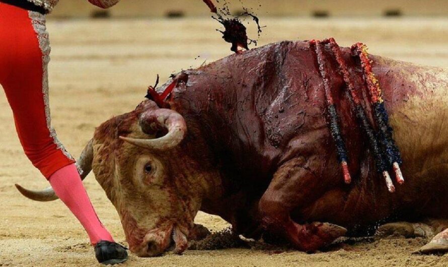 Colombia: La urgencia de dejar atrás las corridas de toros y corralejas como parte de su historia