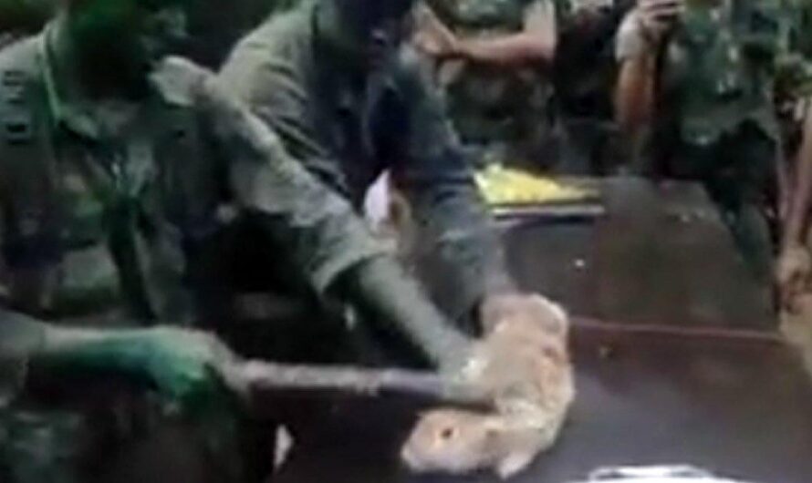 Conmoción en Brasil por caso de abuso de animales en el Ejército: soldado obligado a matar a golpes a un conejo mientras sus superiores lo humillan