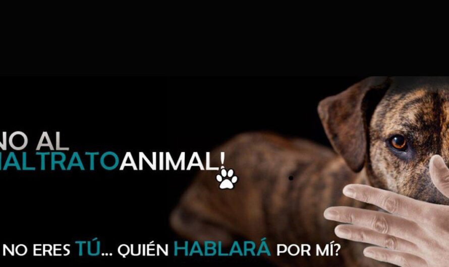 Conmoción en Durango: perro callejero es víctima de brutal acto de violencia animal