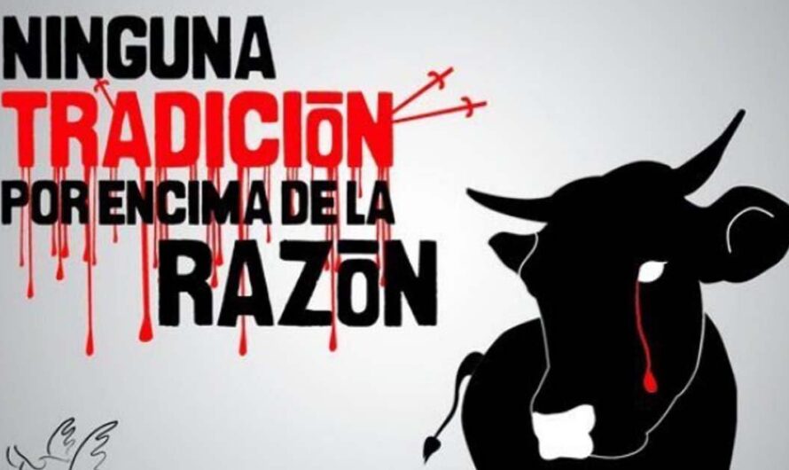 Debate en España: ¿Tauromaquia, cultura o crueldad animal?