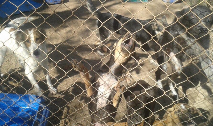 Denuncian condiciones inhumanas en supuesto refugio de perros en Apama San Pedro, Argentina