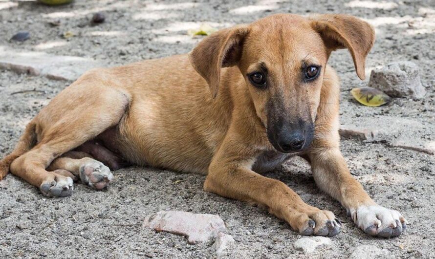 Descuidados y olvidados: la triste realidad de los perritos callejeros en Medellin