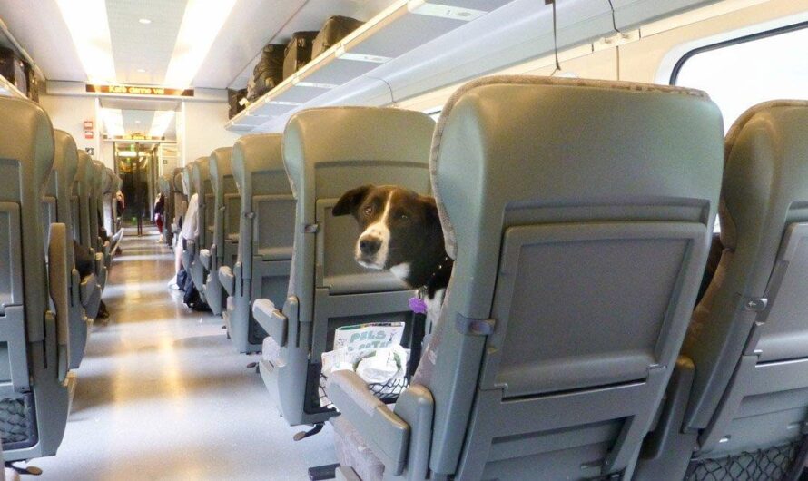 Dueños de mascotas se ven limitados al viajar en tren en España debido a restricciones de peso de Renfe