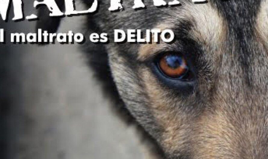 El aumento del maltrato y abandono animal en Argentina despierta preocupación y exige acciones urgentes