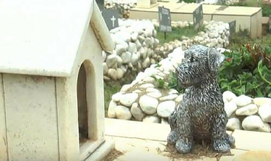 El Cementerio de Animales: una alternativa digna para despedir a nuestras mascotas en Salvador, Brasil