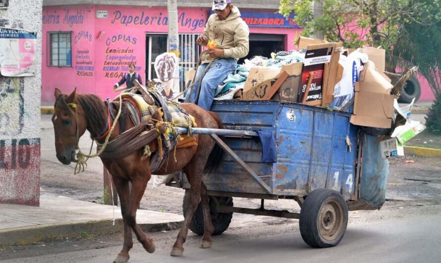 El maltrato animal enmascarado en las calles de México: la realidad detrás de los carretones de recolección de basura