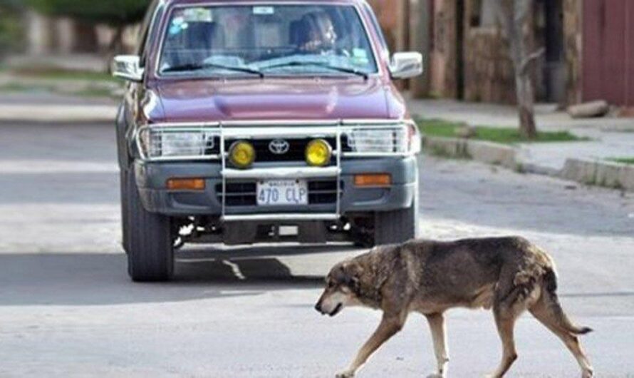 El maltrato animal, una preocupante problemática que azota a El Salvador