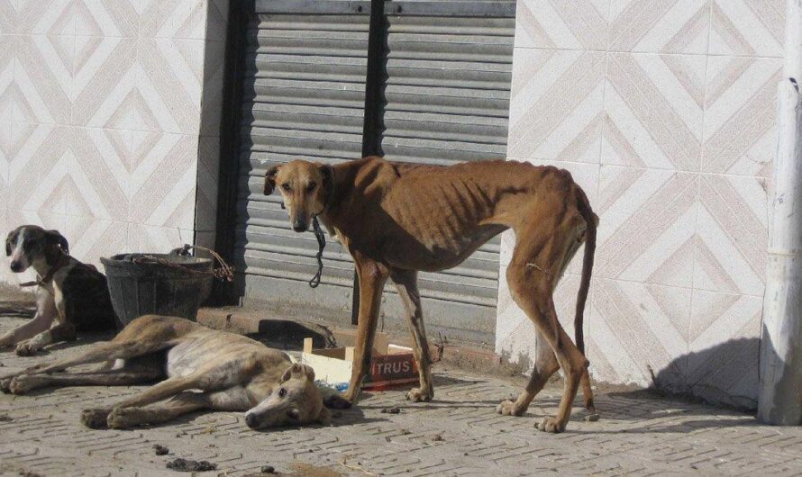 El triste panorama del maltrato animal en Argentina: la preocupante situación de los galgos