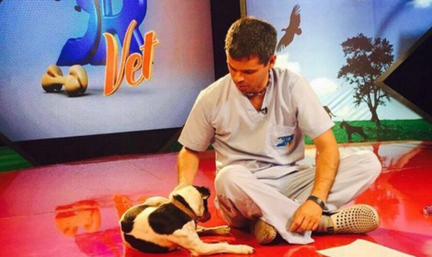 España busca dar voz a los animales abandonados y maltratados a través de un nuevo espacio televisivo