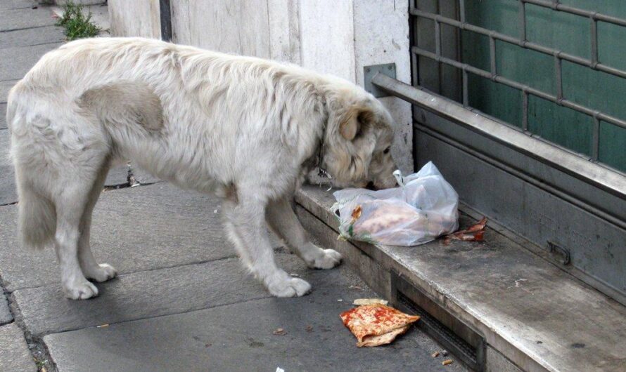 España busca seguir el ejemplo de Holanda en la erradicación de perros callejeros y el bienestar animal