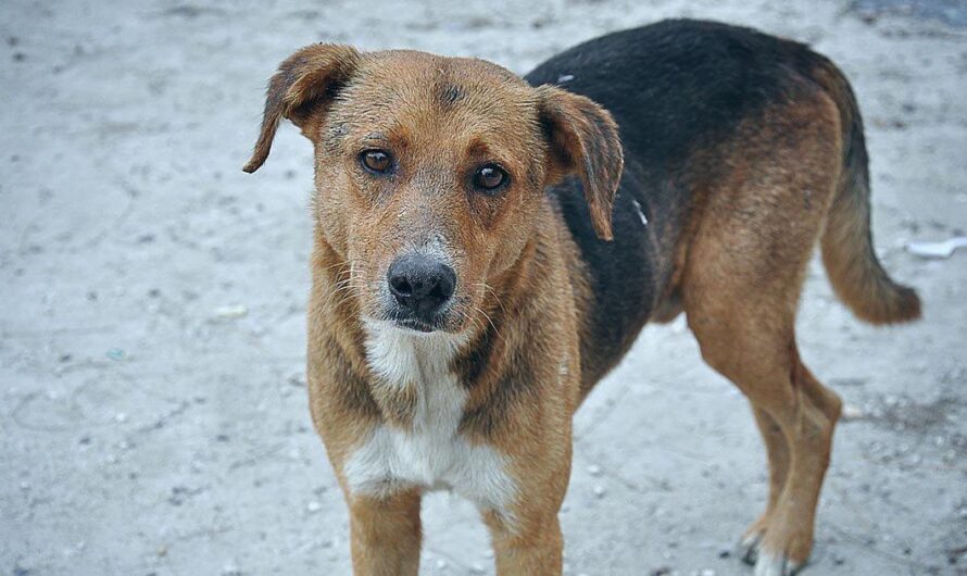 España lucha contra el abandono animal: la castración de mascotas como solución al grave problema en sus calles