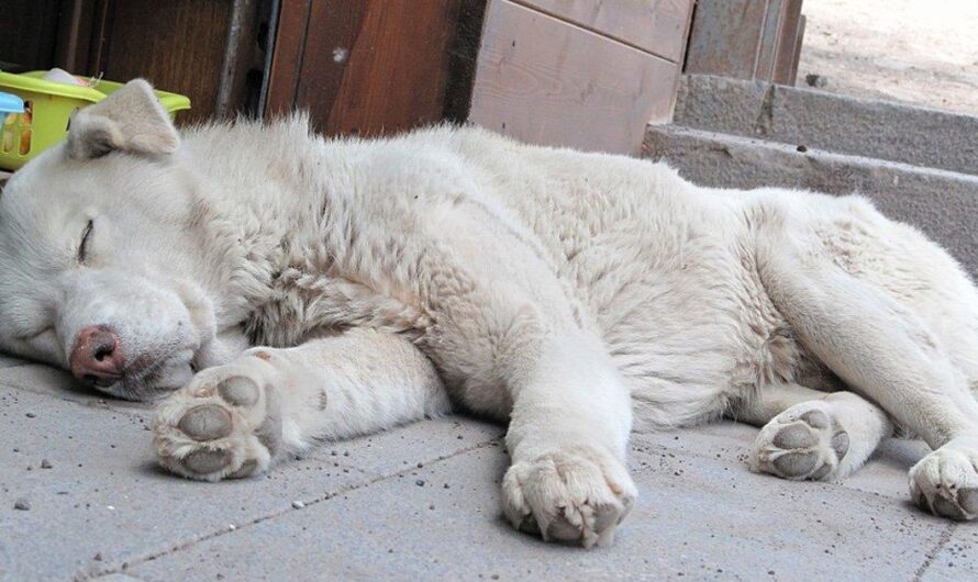 Que España tome medidas duras contra el maltrato animal