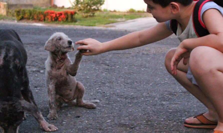 España lucha contra la triste realidad de los animales sin hogar en sus calles