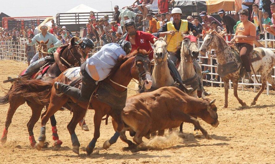 Explorando más allá de la tauromaquia: la crueldad animal en Venezuela que merece atención