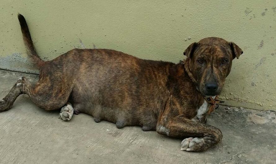 La alarmante realidad de los animales abandonados en Santiago del Estero: una problemática desatendida por las autoridades