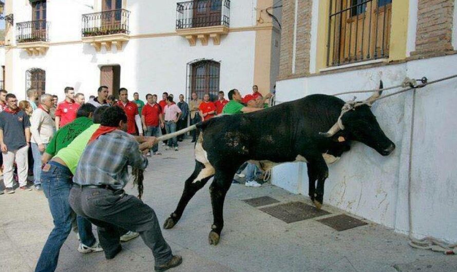 La barbarie continúa en Ohanes: Fiesta tradicional de los Toros de San Marcos causa indignación por maltrato animal