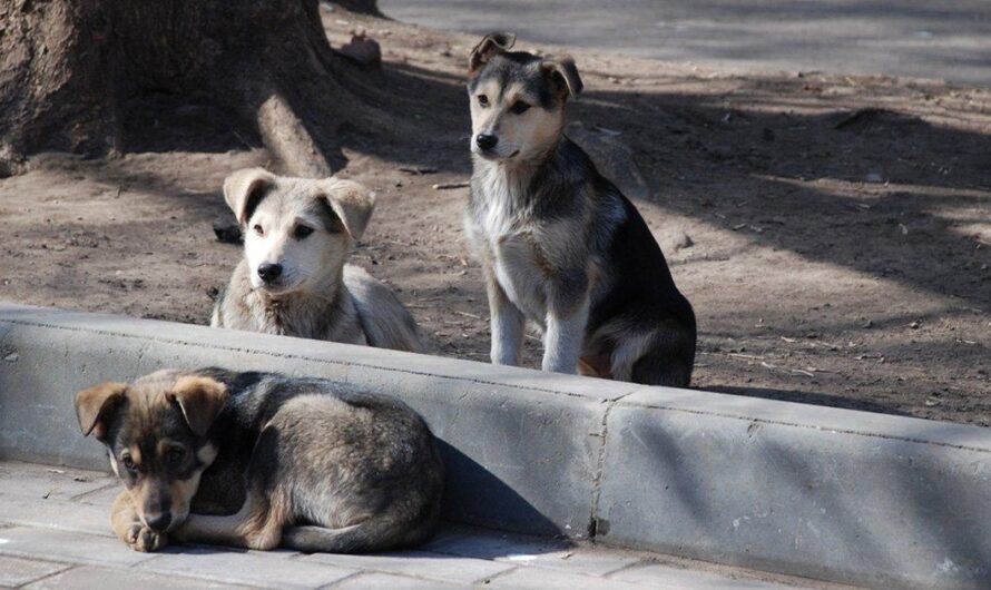 La creciente población de perros callejeros en Argentina requiere una solución urgente por parte del Estado