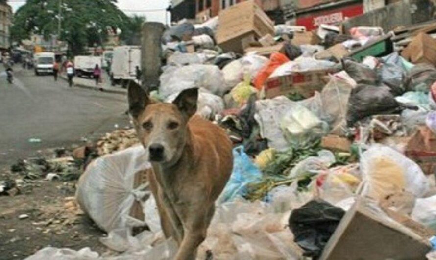 La crisis en Venezuela afecta a las mascotas: llamado a encontrar soluciones más humanas que simplemente abandonarlas