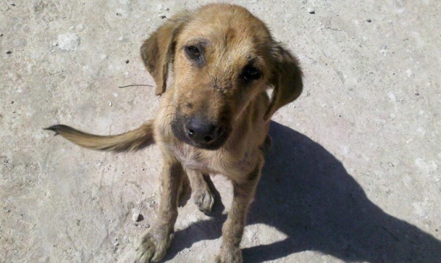 La dura realidad de miles de perros abandonados en Argentina: ¿Qué podemos hacer para proteger a estos seres leales y amorosos?