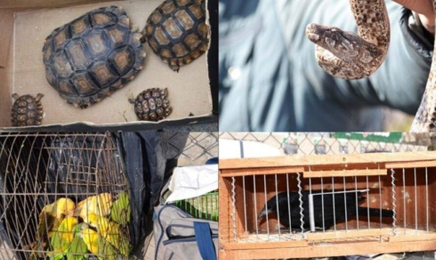 La Feria de los Pájaros de Pompeya: un negocio oculto detrás de la diversión familiar en Buenos Aires