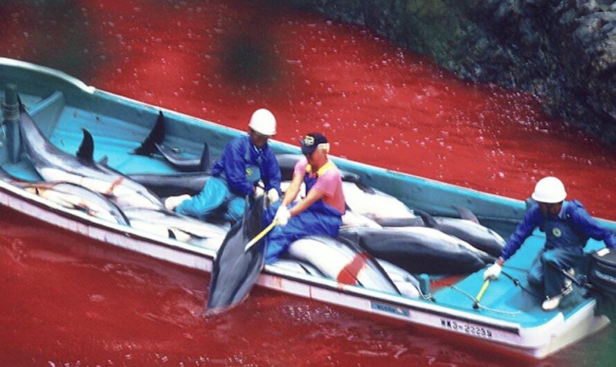 La matanza de delfines en Taiji sigue generando controversia en Japón