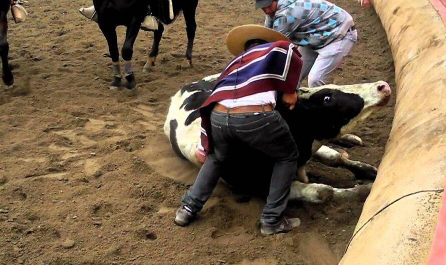 La oscura realidad detrás de la tradición del rodeo en Chile: maltrato y tortura animal en nombre del deporte