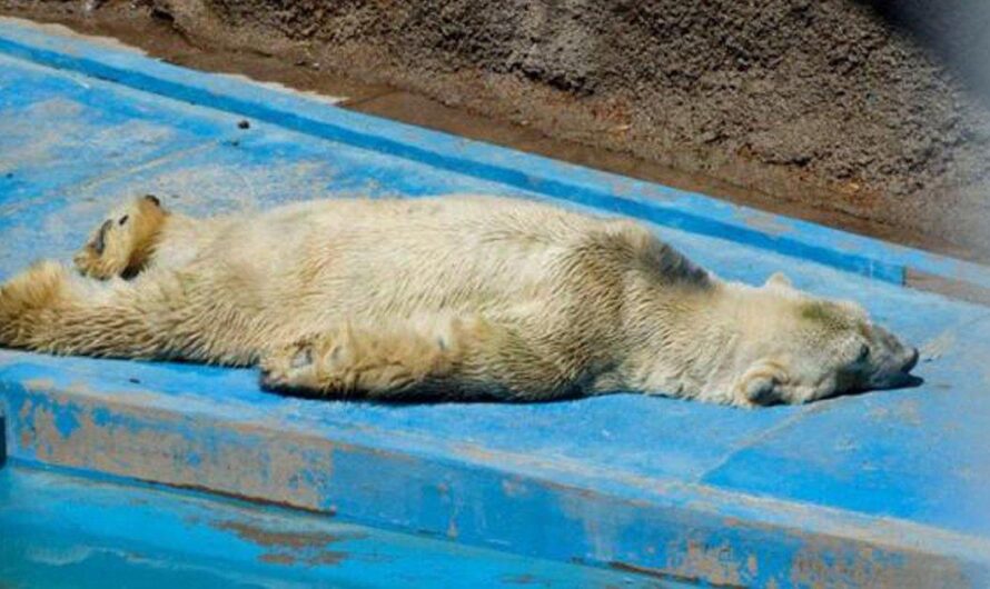 La polémica detrás de los zoológicos en Argentina: ¿entretenimiento o encierro para la biodiversidad?