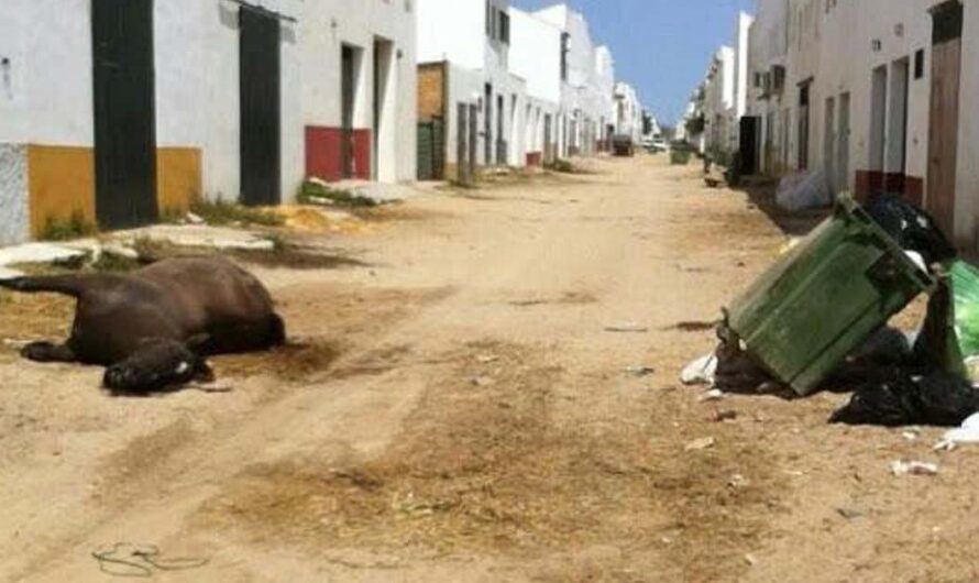 La romería del Rocío: una tradición arraigada en España que levanta polémica por el maltrato animal