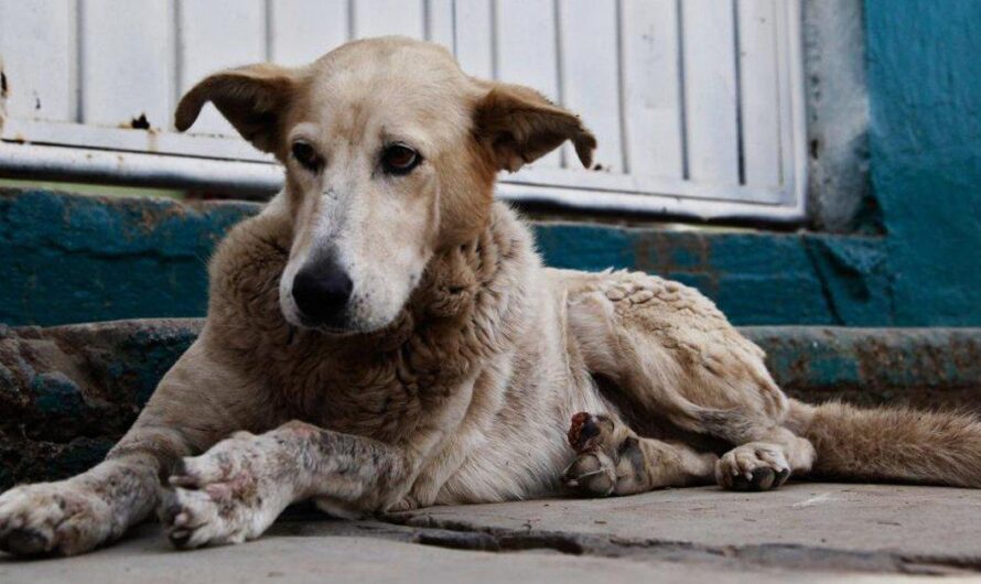 La triste realidad de los animales callejeros en Argentina: miles sufren hambre, enfermedades y maltratos sin recibir ayuda del gobierno