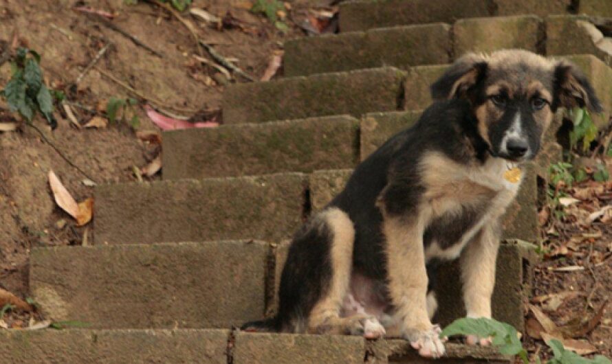 La triste realidad de los perros y gatos en situación de calle en Venezuela: un llamado a la protección y el cuidado por parte del Estado