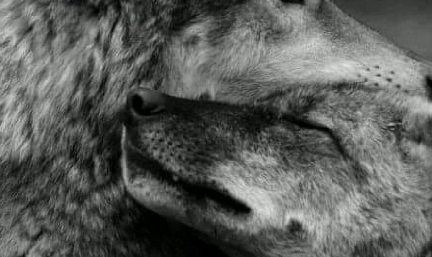 La triste realidad detrás de la emblemática presencia del lobo en Argentina: víctimas de persecución humana