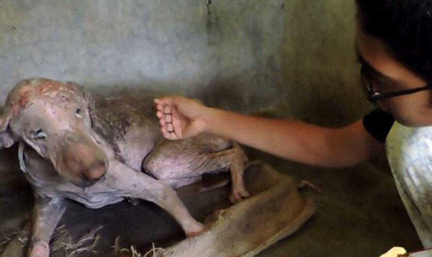 La triste realidad en Chile: la crueldad animal sigue siendo una preocupación constante en el país