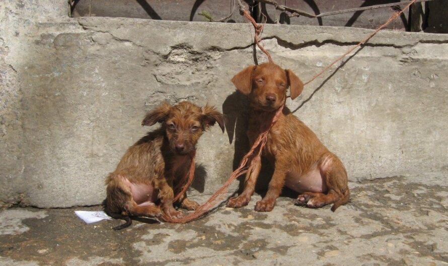 La triste realidad en San Luis Potosí: Abandono y maltrato animal afectan a ciudadanos y criaturas desamparadas