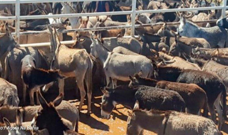 La triste verdad detrás del paraíso de Brasil: la masacre de burros para exportar sus pieles a China