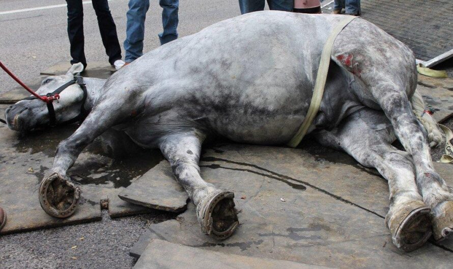 Maltrato y abandono de mascotas en aumento en Argentina: ¿qué medidas está tomando el Gobierno?