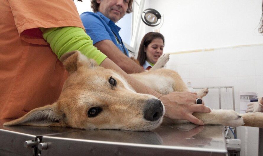 Paraguay enfrenta una crisis en el cuidado de animales callejeros y domésticos: la urgente necesidad de hospitales veterinarios públicos y atención gratuita