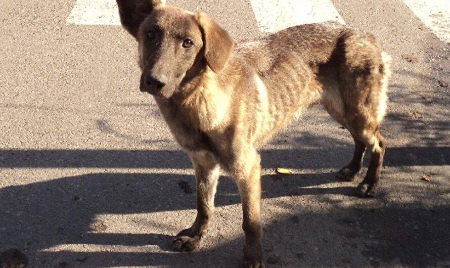 Portugal, un país con una triste realidad: el aumento de perros y gatos abandonados en sus calles debido a la irresponsabilidad de sus dueños