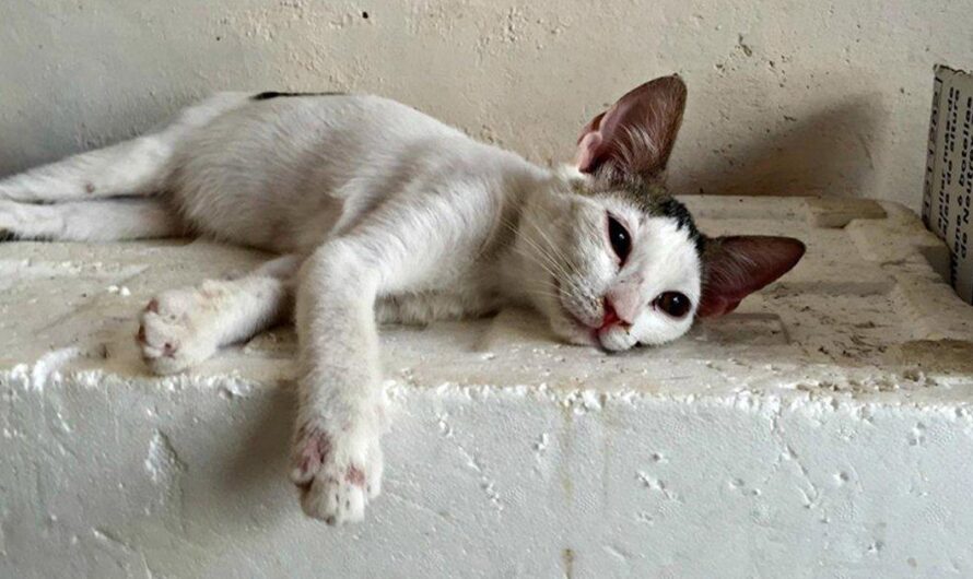 Preocupación en Collado Villalba por aumento de gatos callejeros envenenados en las calles